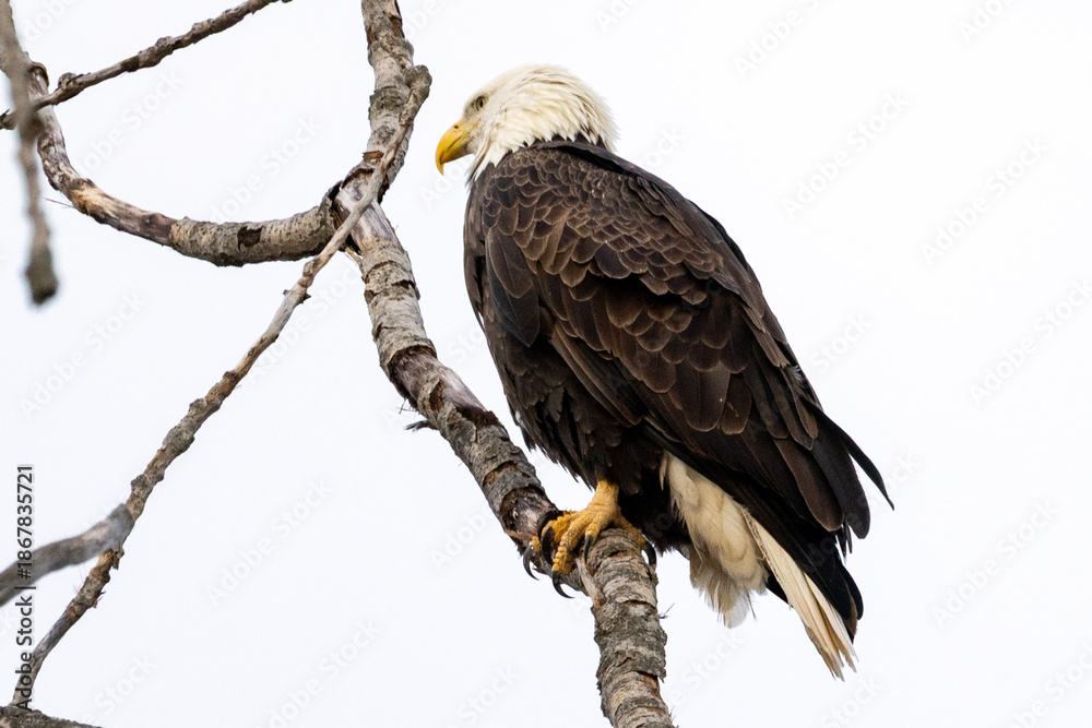Obraz premium bald eagle on branch
