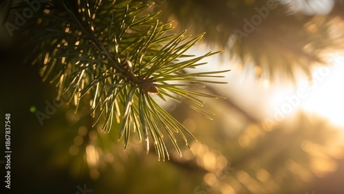 sunset in the forest