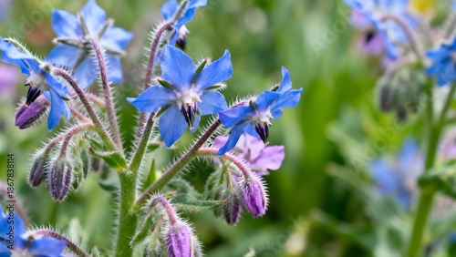 Borage flowers blooming in the garden; Borage plant close-up 