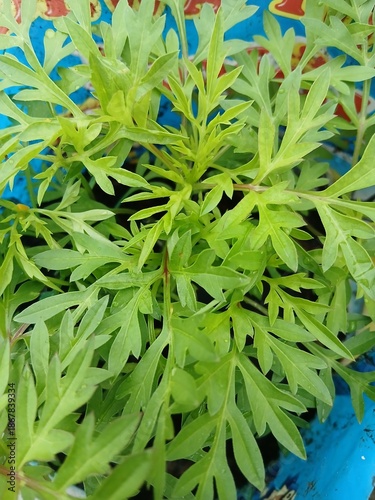 Close-Up of Green Cosmos Leaves in Pot