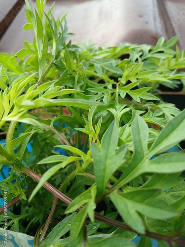 Close-Up of Green Cosmos Leaves in Pot