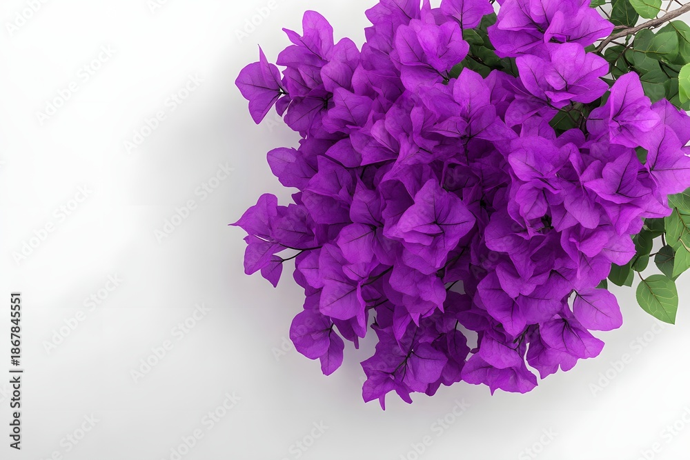 Obraz premium Detailed realistic HD of bougainvillea purple in full bloom.