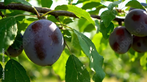 Ripe Plums Growing on Tree Branch in Soft Natural Light