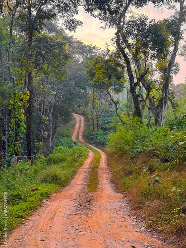 Narrow Path Through a Lush Green Jungle.