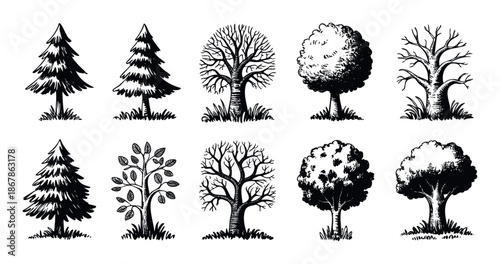 A diverse collection of handdrawn stylized flora depicting different seasons and species, perfect for rustic naturethemed graphics, educational materials, or vintage botanical projects.