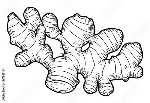 Black and white line drawing of a fresh ginger root, perfect for culinary, wellness, and healthy recipe publications or food packaging designs.