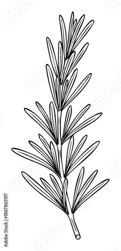 Stylized rosemary sprig drawing perfect for culinary blogs and herbal medicine websites seeking a fresh, organic, and natural aesthetic for their visual content needs