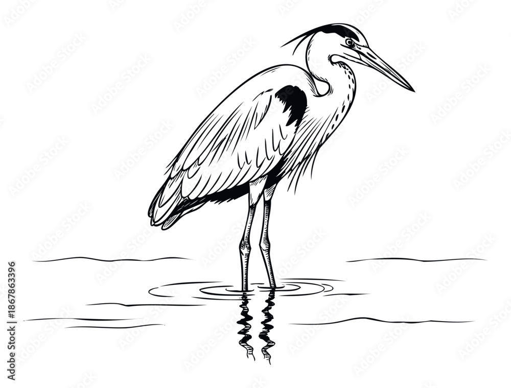 Fototapeta premium Elegant heron gracefully standing in shallow water with a subtle reflection, ideal for naturethemed publications, educational materials, or wildlife conservation campaigns.