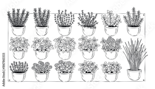 A comprehensive collection of various potted culinary herbs for kitchen garden themes, recipe ingredient visuals, and healthy lifestyle promotions