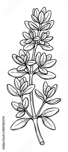 Detailed black and white botanical drawing of a leafy plant stem, perfect for natural health articles, herbal product packaging, or organic lifestyle blogs