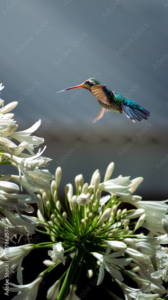 Obraz premium Colibrí y su nectar