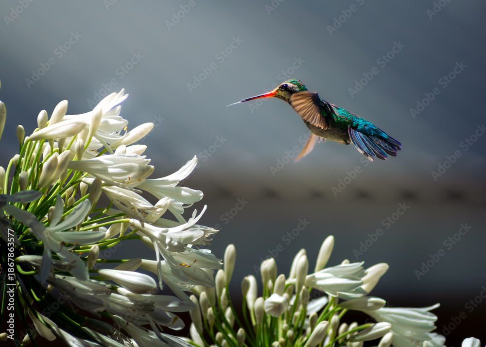 Obraz premium Colibrí y su nectar