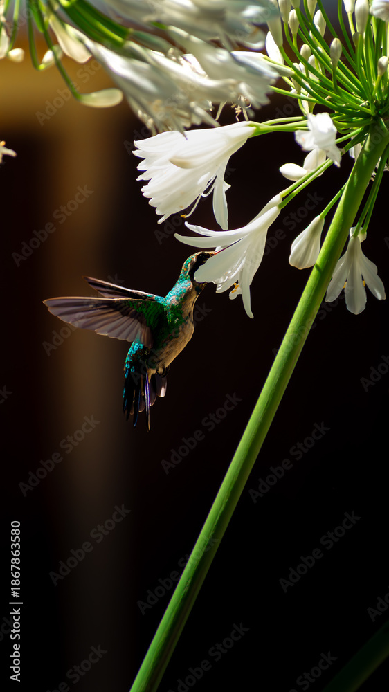 Fototapeta premium Colibrí alimentandose