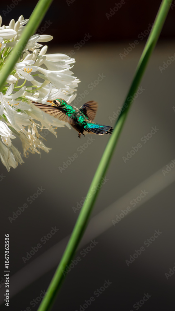 Fototapeta premium Colibrí alimentandose