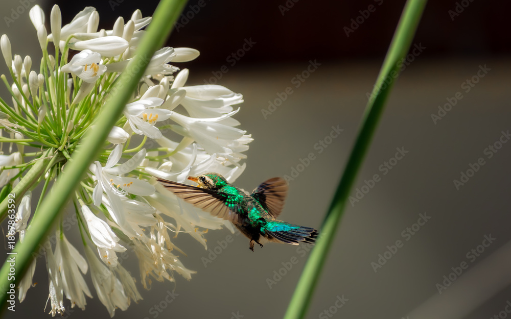 Fototapeta premium Colibrí alimentandose