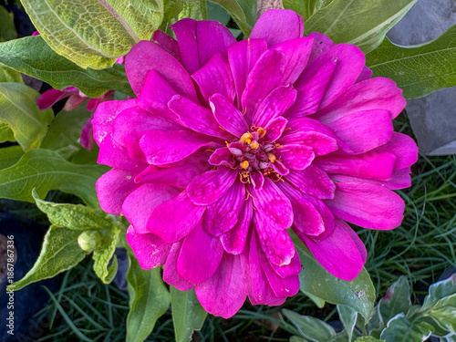 pink and purple flower