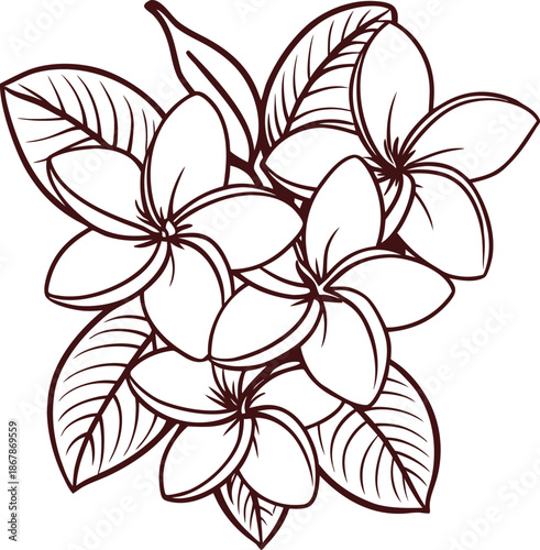 Elegant outline drawing of beautiful tropical frangipani flowers with lush green leaves