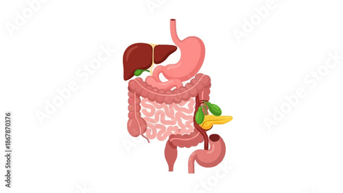 Detailed Vector Illustration of the Human Digestive System Anatomy Featuring Stomach Liver Pancreas Intestines and Esophagus on a Clean White Background Graphic