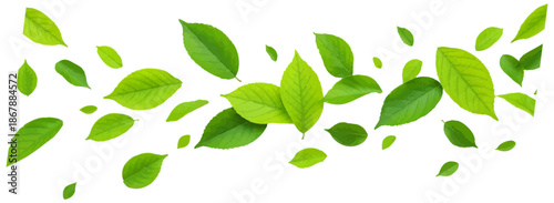 Horizontal banner with scattered green leaves for natural organic branding and cosmetics vector illustration.