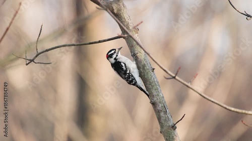 Downy Woodpecker (Dryobates pubescens) Scaling Small Tree While Foraging in Winter