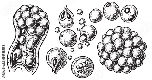 Brewing yeast vintage engraving illustration isolated on white background