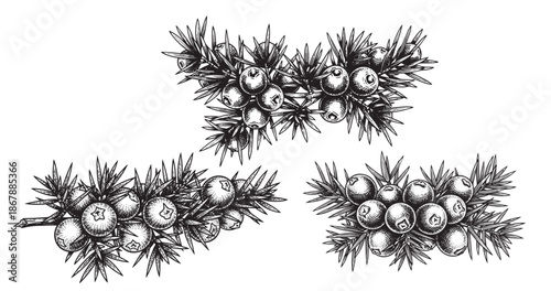 Juniper berries botanical vintage engraving isolated on white background