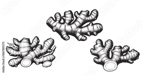 Ginger root botanical vintage engraving isolated on white background