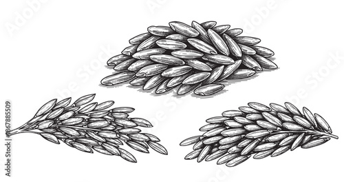 Rice grain botanical vintage engraving isolated on white background