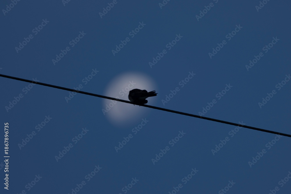 Fotografie Lua