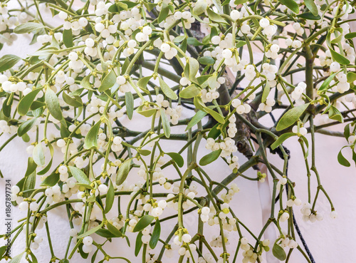 A sprig of mistletoe, Viscum album