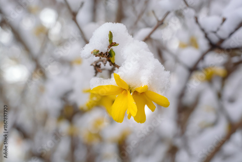 Snow on yellow forsythia petals