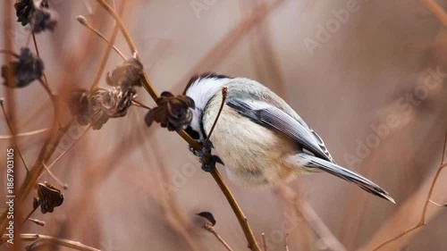 Close-up slow motion of black-capped chickadee (poecile atricapillus) foraging in winter