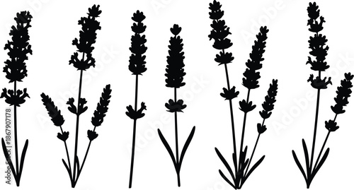 Elegant lavender flowers in a black silhouette on transparent background
