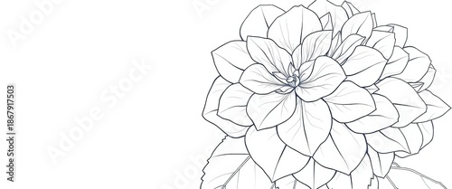 Elegant line art drawing of a hydrangea flower, showcasing delicate petals and leaves, hydrangea illustration, bloom