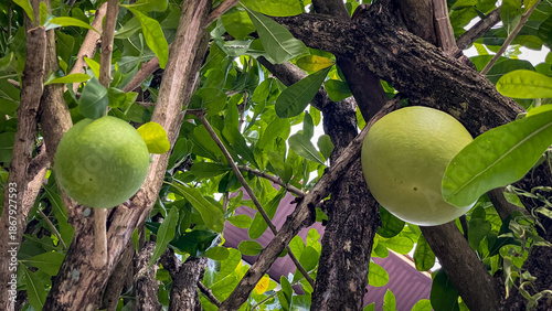 Tableau sur toile The unusual fruits of the calabash tree (Crescentia alata), growing directly on the trunk