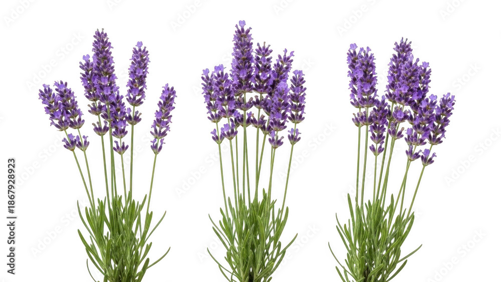 Obraz premium Lavender flowers isolated on transparent background