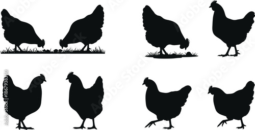 A collection of chicken silhouettes with grass ideal for design on transparent background