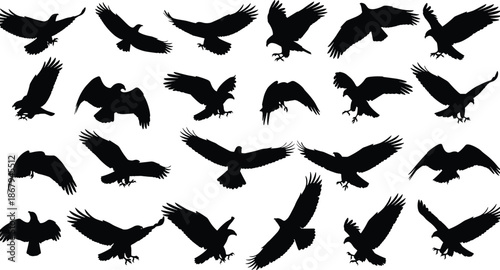 Collection of black eagle and hawk silhouettes in various flying poses isolated on white background for wildlife nature and predatory design