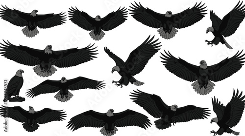 Big collection of flying eagle silhouettes and detailed bald eagle illustrations isolated on white background for wildlife and nature design