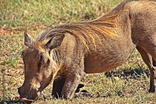Close up of a Warthog