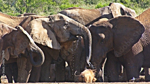 Close up of Elephants at a waterhole