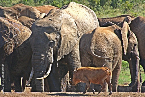 Close up of Elephants at a waterhole