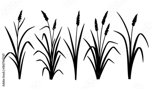 Carex plant vector set sedge grass botanical illustration isolated transparent