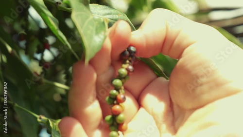 Hands of a farmer harvesting world famous spice crop, Kampot, Cambodia