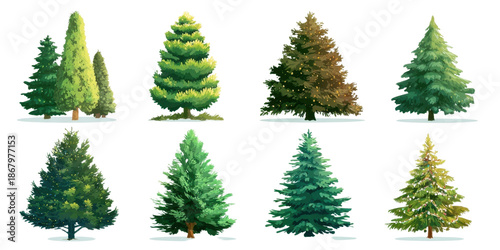 Collection of Various Evergreen Coniferous Trees on Transparent Background