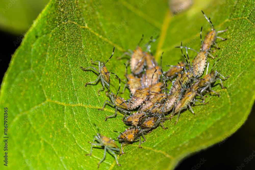 Fototapeta premium A macro shot of a group of orange and black Brown Marmorated Stink Bug nymphs (Halyomorpha halys) clustered together on a bright green leaf, showcasing their distinct markings and striped antennae.