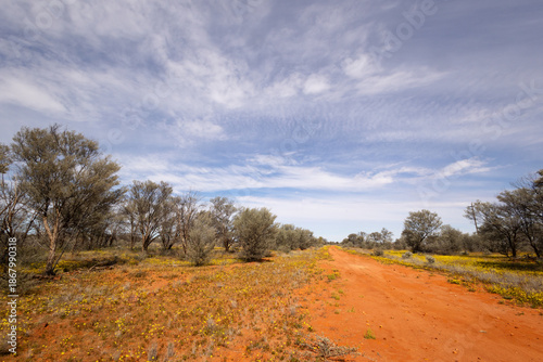 Konstfotografi A red dirt road disappears into the distance and is flanked by yellow wildflowers and mulga trees under a blue sky with clouds in the semi arid outback near Thargomindah in Queensland, Australia