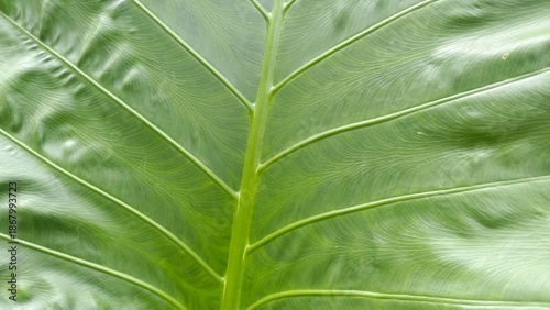 Fresh green tropical leaves texture, ideal for nature backgrounds, eco designs, botanical themes, and surface mockups. Perfect for buyers in design, advertising, wellness, lifestyle, and environmental