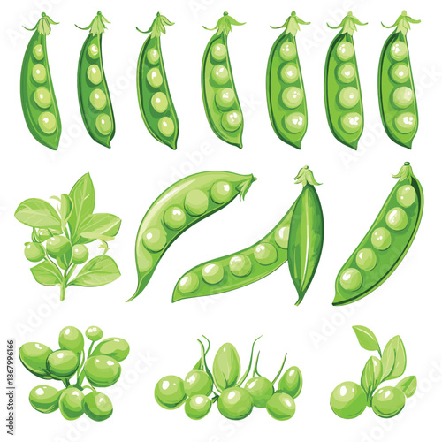 Fresh green peas in pods a vibrant vegetable illustration set , vector style simple color