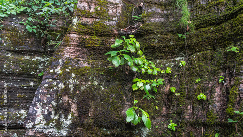 Tableau sur toile A green plant on a steep mossy cliff face
